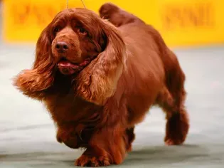 Sussex Spaniel: Dog Breed Characteristics & Care