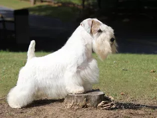 Sealyham Terrier (Sealy): Dog Breed Characteristics & Care