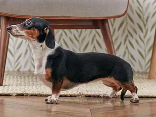 Dachshund (Doxie): Dog Breed Characteristics & Care