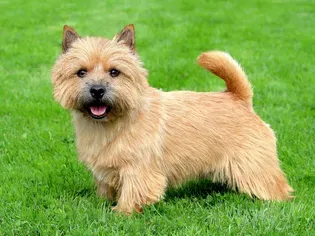 Norwich Terrier: Dog Breed Characteristics & Care