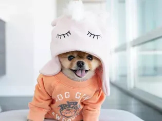 The 9 Cutest Pomeranians to Follow on Instagram