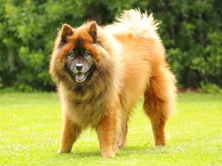 Eurasier: Dog Breed Characteristics & Care