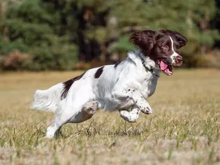 English Springer Spaniel: Dog Breed Characteristics & Care