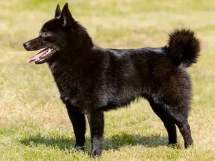 Schipperke: Dog Breed Characteristics & Care