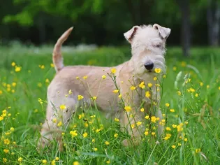 Lakeland Terrier: Dog Breed Characteristics & Care