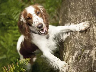 Welsh Springer Spaniel: Dog Breed Characteristics & Care