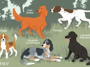 10 Best Dog Breeds for Hunting