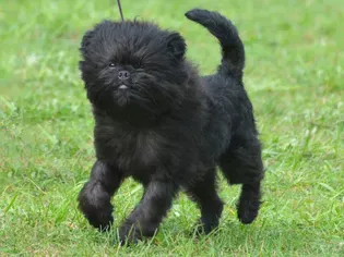 Affenpinscher: Dog Breed Characteristics & Care