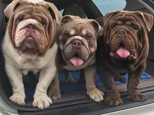 10 Cute Bulldogs and Facts That Will Win Your Heart