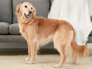 Golden Retriever: Dog Breed Characteristics & Care