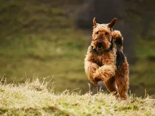 Airedale Terrier: Dog Breed Characteristics & Care