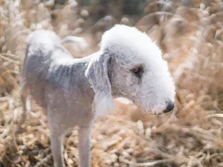 Bedlington Terrier: Dog Breed Characteristics & Care