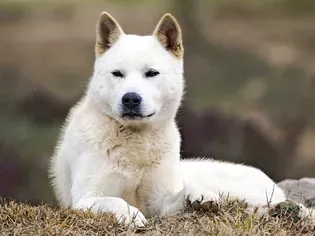 Korean Jindo: Dog Breed Characteristics & Care