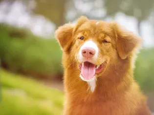 Nova Scotia Duck Tolling Retriever (Toller): Dog Breed Characteristics & Care