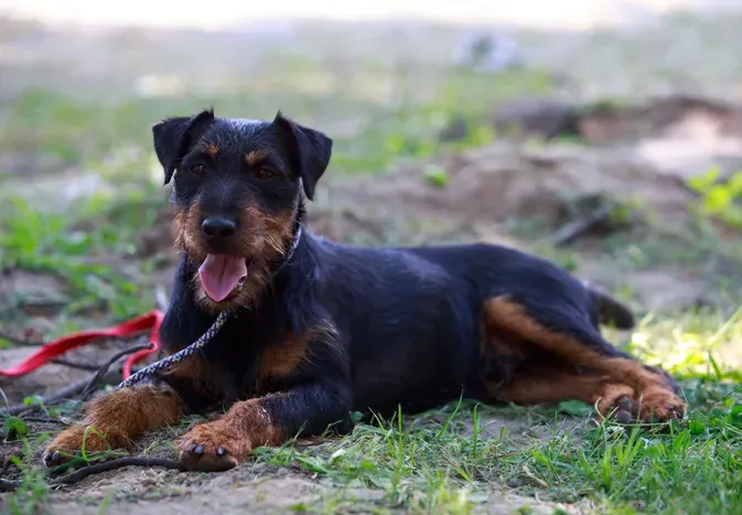 Jagdterrier: Dog Breed Characteristics and Care