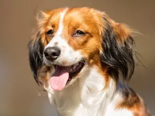 Nederlandse Kooikerhondje (Kooiker): Dog Breed Characteristics & Care