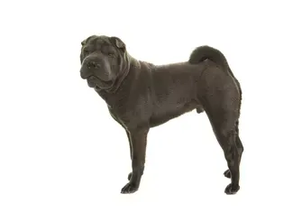 Shar-Pei: Dog Breed Characteristics & Care