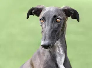 Spanish Galgo: Dog Breed Characteristics & Care