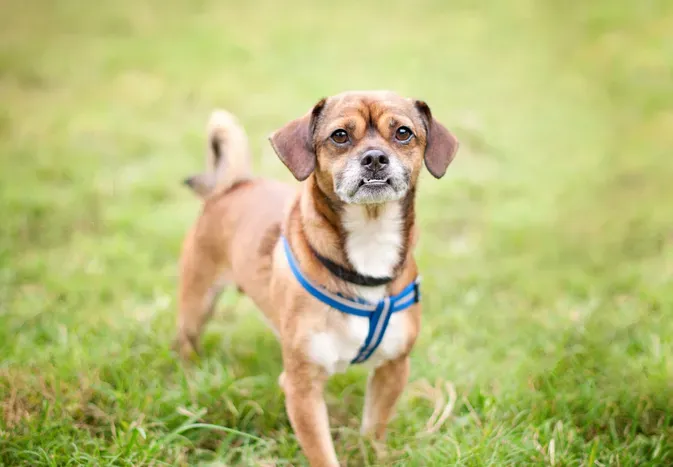 17 Pug Mixes That Make the Perfect Pals