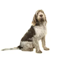 Spinone Italiano: Dog Breed Characteristics & Care