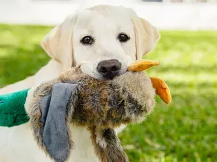 6 Dog Breeds That Are Retrievers