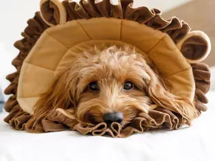 7 Goldendoodles to Follow on Instagram