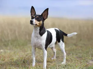 Toy Fox Terrier: Dog Breed Characteristics & Care