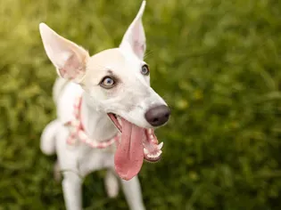 Whippet: Dog Breed Characteristics & Care