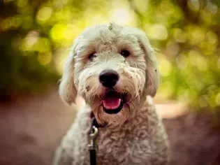 Goldendoodle (Groodle): Dog Breed Characteristics & Care