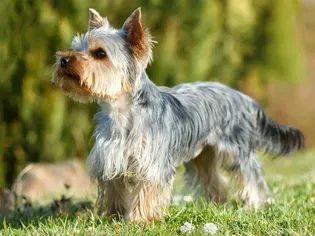 Yorkshire Terrier (Yorkie): Dog Breed Characteristics & Care