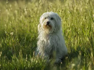 Coton de Tulear: Dog Breed Characteristics & Care