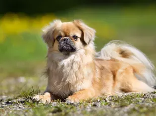 Tibetan Spaniel: Dog Breed Characteristics & Care