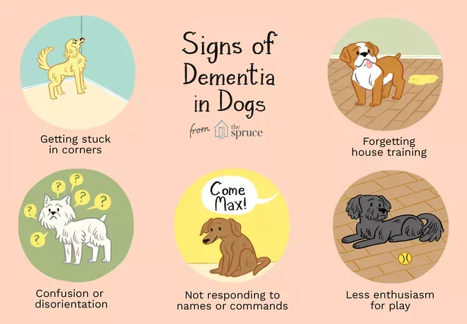 Dementia and Senility in Dogs