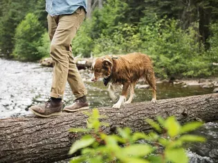 Getting Rid of Poison Ivy, Oak, and Sumac on Pets