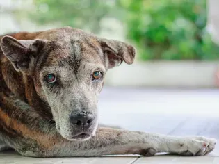 9 Health Problems Seen in Senior Dogs