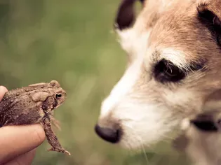 Toad Poisoning in Dogs