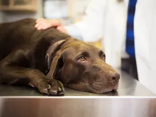 Signs of Poisoning in Dogs