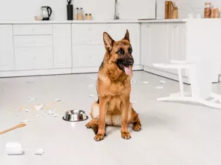 What to Do If Your Dog Eats Baking Soda