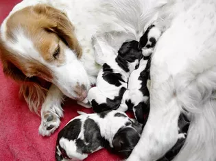 Caring for Pregnant Dogs and Preparing for Birth