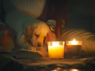 What to Do if Your Dog Eats a Candle