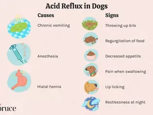 Acid Reflux in Dogs