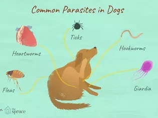 Parasites in Dogs You Should Know