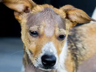 Alopecia in Dogs