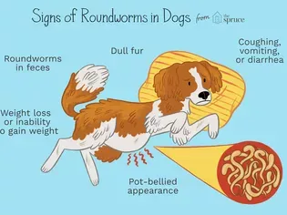 Roundworms in Puppies and Dogs