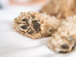 8 Common Dog Paw Problems