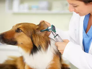 Ear Infections in Dogs