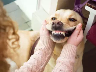 How to Care for Your Dog's Teeth