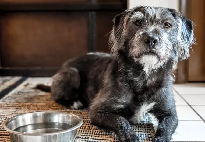 Why Is My Senior Dog Drinking a Lot of Water?