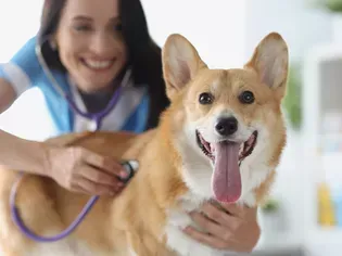 How to Treat Heartworm Disease in Dogs