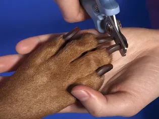 How to Handle Aggression in Dogs During Nail Clippings